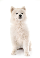 puppy samoyed dog in studio