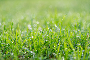 green grass with dew drops under the morning sun, close up, blurry background