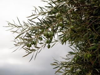 rama de olivo lleno de aceitunas con fondo nublado