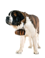 saint bernard in studio