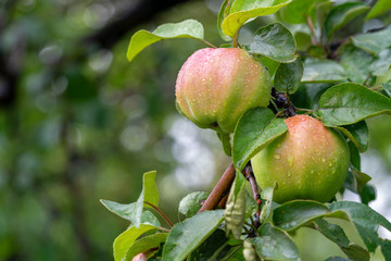 ripe green apples in raindrops on branches close-up