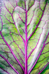 Purple veins on a green leaf. Natural neon eco background