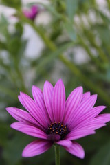 Shallow focus photography of purple flower - purple flower on a green background