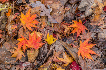 Japanese maple leaves lay on the ground