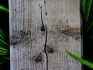 Texture, Background - Tree, Bench, Grass
