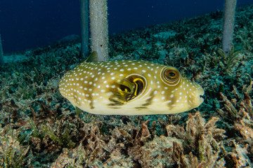 Fish swim in the Red Sea, colorful fish, Eilat Israel
