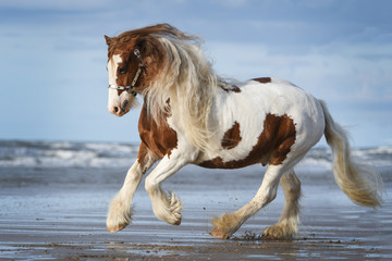 Tinker horse gallops on the beach of Katwijk