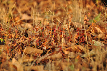 Dry grass in autumn. Autumn dry brown and yellow leaves are covering ground with orange dried blades of grass. Fall season background with blurry edges of frame. Natural autumn textures.