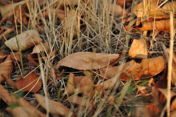 Dry brown and orange leaves are covering ground with fresh green blades of grass and dried straws. Fall background. Natural autumn texture of tree leaf. Beauty of nature in season changes.