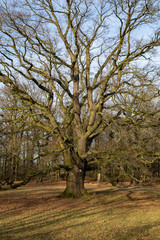 Obraz premium alter einzeln stehender Baum in Parkanlage