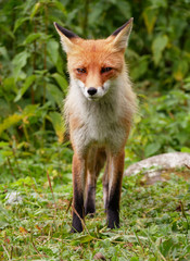 Red fox (vulpes vulpes) posing in the woods of National Park of High Tatras (Slovakia)
