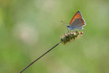 Fototapeta premium butterfly on flower