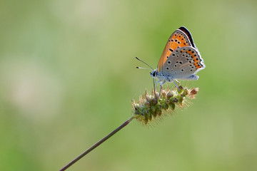 Fototapeta premium butterfly on a flower