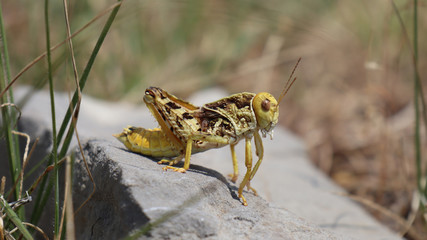 grasshopper on rock