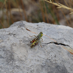 grasshopper on rock