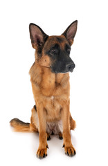 german shepherd in studio