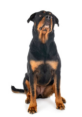 rottweiler in studio