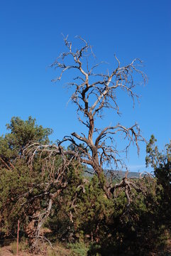 Tree silloette