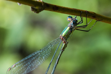 leste vert 