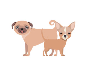 Obraz premium cute and adorable dogs on white background