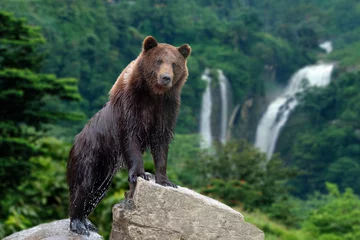 Rolgordijnen Big brown bear standing on stone © byrdyak