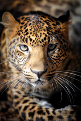 Close up young leopard portrait