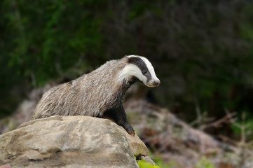 Badger near its burrow