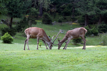Deer on meadow in summer time