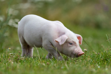 Young funny pig on a green grass