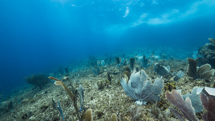 Seascape of coral reef in the Caribbean Sea around Curacao with gorgonian coral
