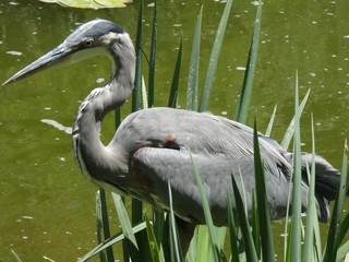 Beautiful Great Blue Heron Fishing at the Pond