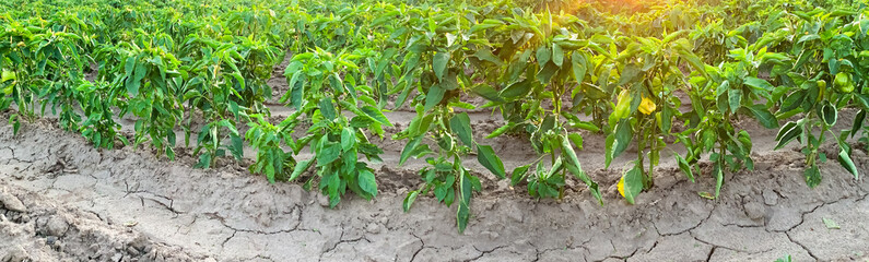 Plantation of young pepper on a farm on a sunny day. Agriculture land and farming. Growing organic vegetables. Eco-friendly products. Agro business. Ukraine, Kherson region.
