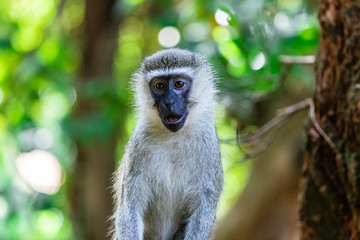 Posing Vervet Monkey