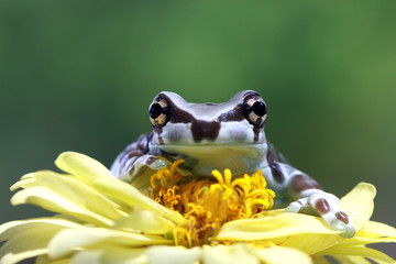 Amazon milk frog on red flower, panda tree frog