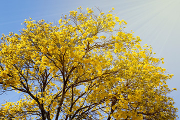 Bloom detail yellow ipe with blue sky