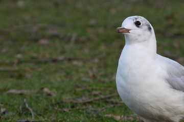 Seagull Looking Cute