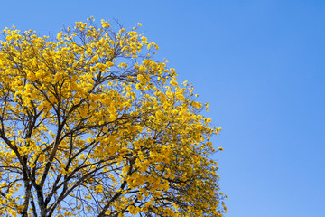 Fototapeta premium Bloom detail yellow ipe with blue sky