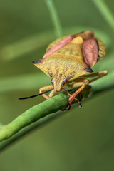 Shield bug - Carpocoris fuscispinus - close up - macro photography