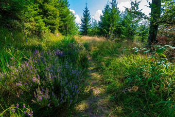 A natural path in the Black Forest / Schwarzwald