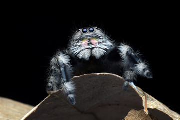 Jumping spider closeup face, jumping spider, the spider is eating insects, insect closeup