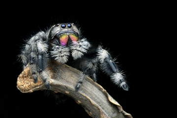 Jumping spider closeup face, jumping spider, the spider is eating insects, insect closeup