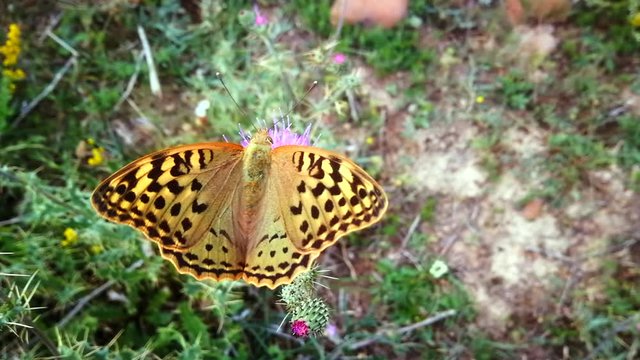 Mariposa Argynnis pandora posada en flor de  cardo vista desde arriba