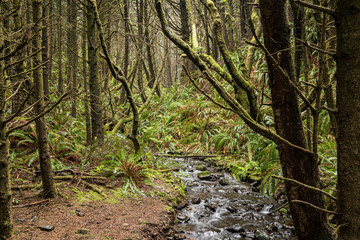 Ecola State Park Rain Forest