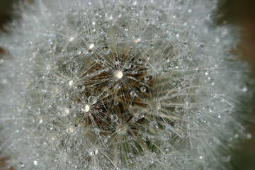 Wet dandelion close up