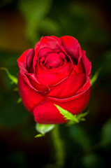Beautiful Red Rose flower. Nature. close up, selective focus