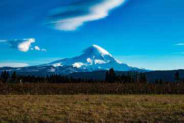 Mt. Hood with Apple Orchard