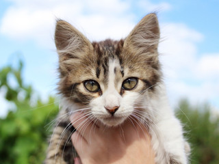 kitten in hand close-up blurred background