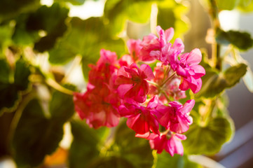 Lovely pink Pelargonium Geranium flowers, close up