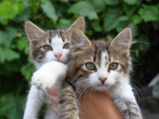 Fototapeta na wymiar sad kittens in hand close-up blurred background