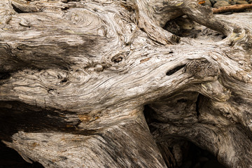 Ecola State Park Driftwood